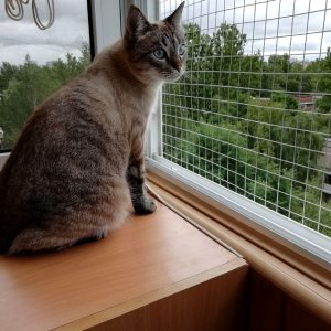 Lưới An Toàn Chống Mèo